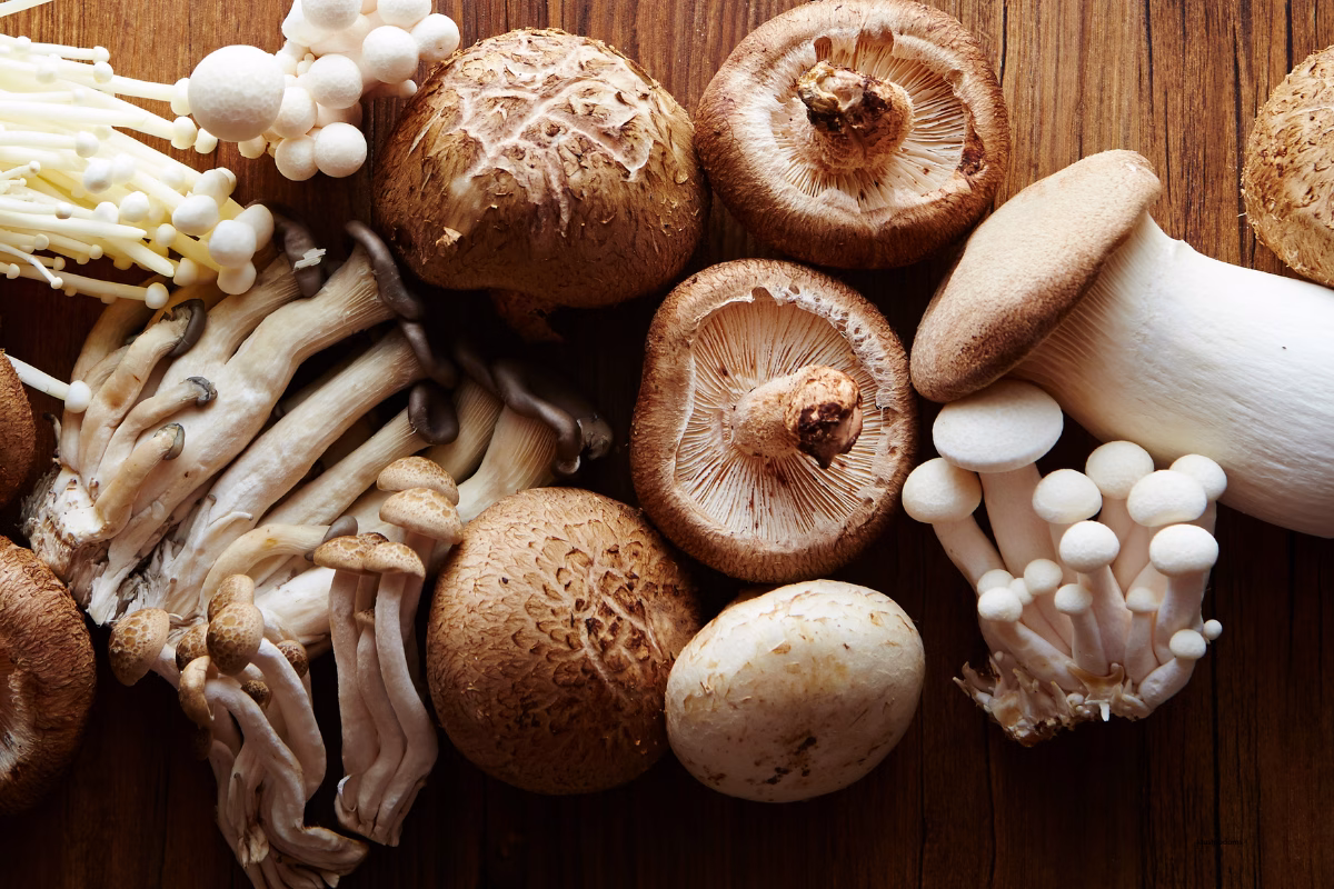 Fy26 Catalog Sept Nov   Photos For Web 60 Mushroom Web Images Pc Getty Images
